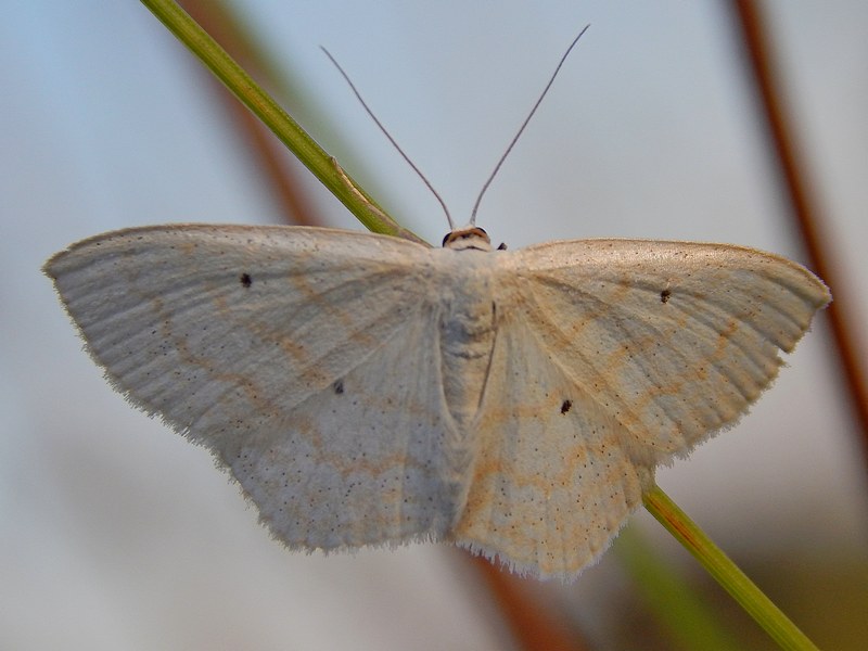 Idaea o Scopula ?